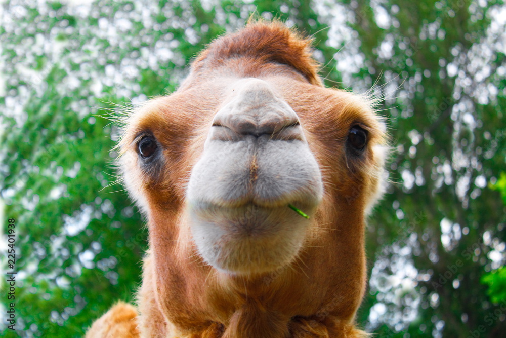 head camel