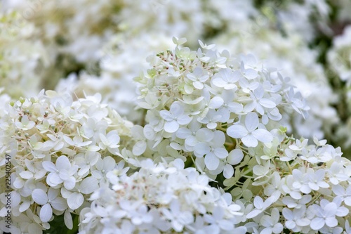 White hortensia flowers