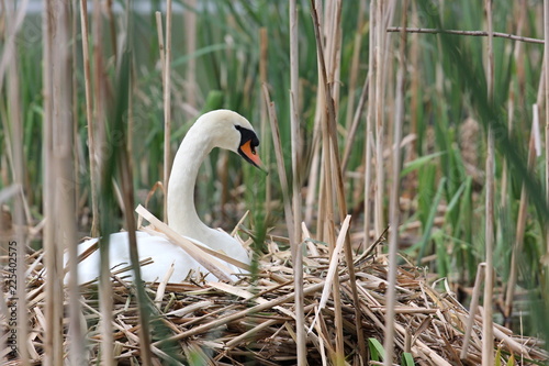 Swan at the nest