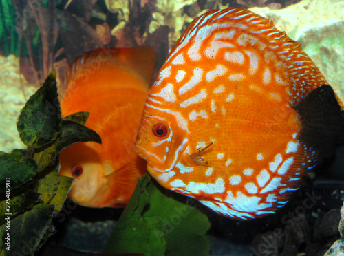 Aquarium Discus