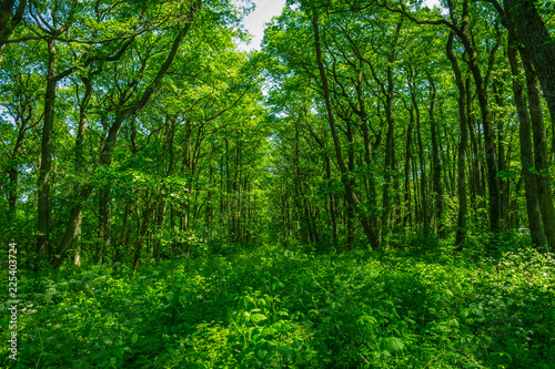 Summer forest in the national park. The main background is green grass and trees with green leaves on a clear sunny day.