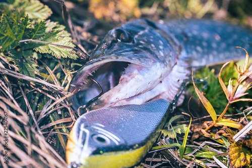 Pike on grass with bait in a mouth photo