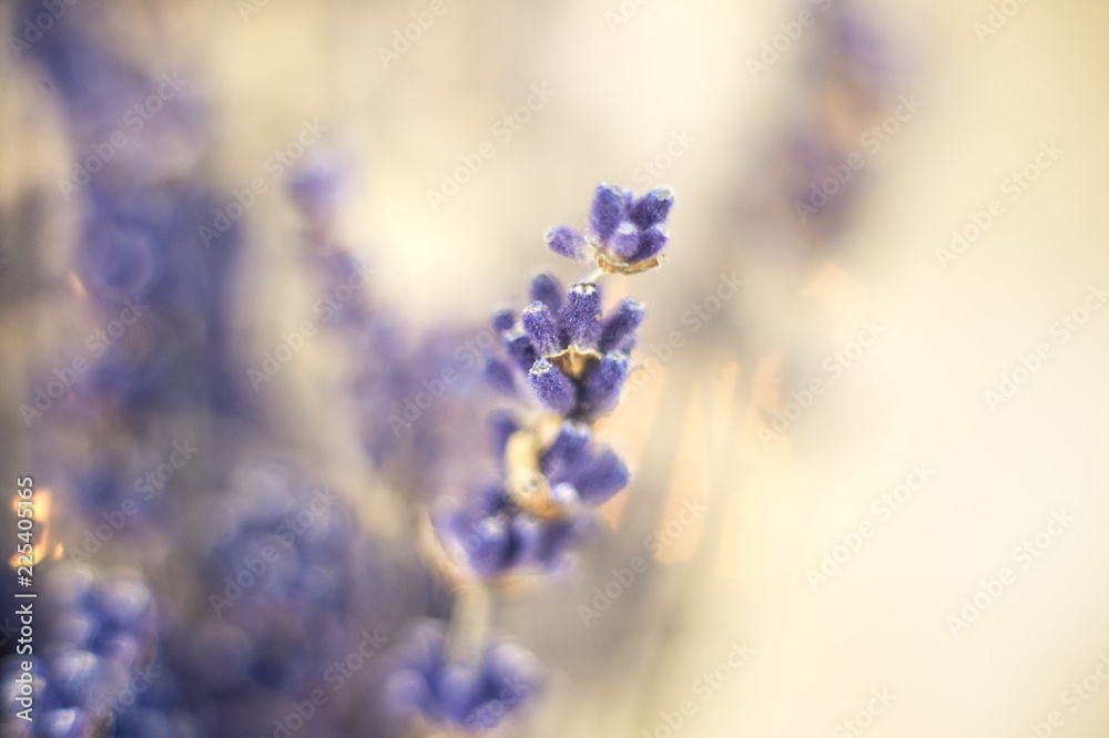 Closeup photo of beautiful gentle lavender flower field Closeup photo of beautiful gentle lavender flower field