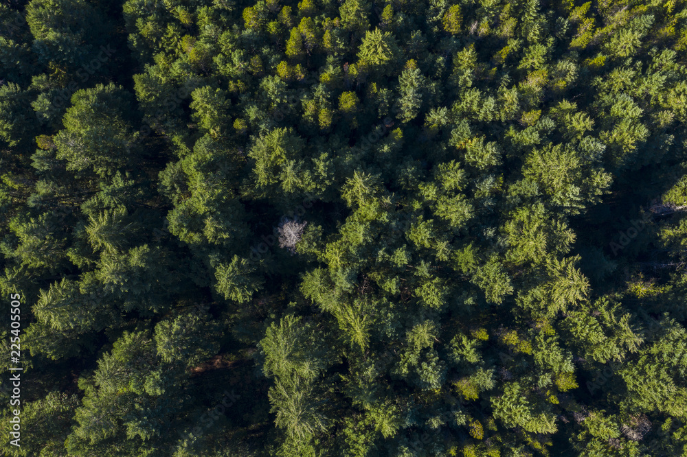 Aerial view of a pine forest in Canada