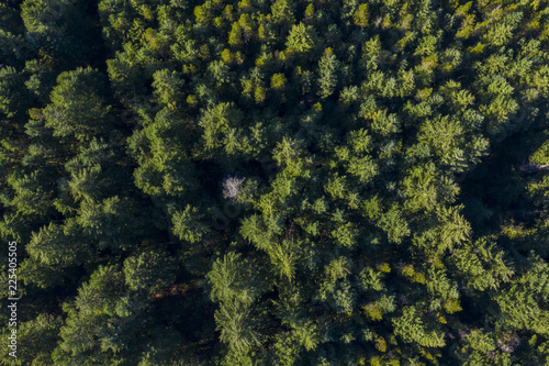 Aerial view of a pine forest in Canada