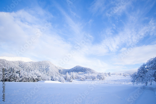 Dreamlike winter wonderland scenic in Tohoku, Japan. Bright blue sky, yet calm wintery day. Majestic, beautiful, truly magical white landscape scenery. Nature's miracle. Christmas season celebration. © wanessa_p