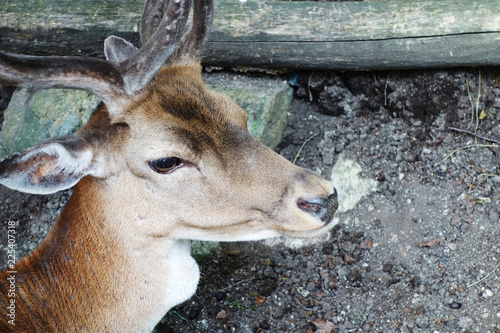 A relaxing forest animal, dama dama