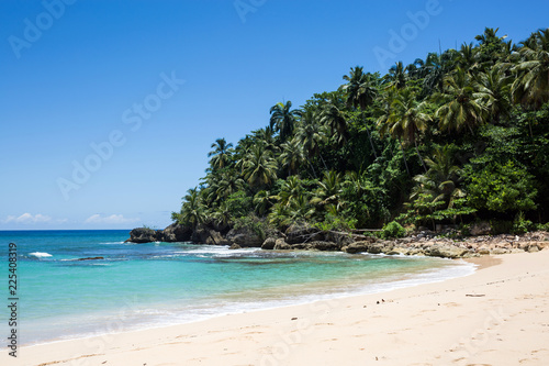 Spiaggia tropicale con foresta