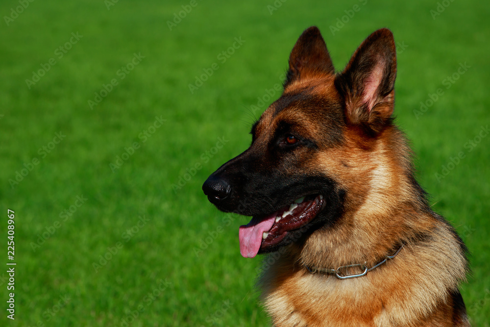 Dog breed German Shepherd