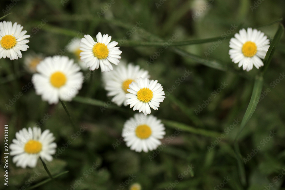 white and yellow daisy flowers on green grass, macro aerial photography with - background and room for text, outdoors on a sunny summer day in Poland, Europe white and yellow daisy flowers on green grass, macro aerial photography with - background and room for text, outdoors on a sunny summer day in Poland, Europe
