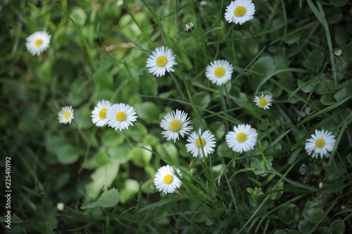 white and yellow daisy flowers on green grass    macro aerial photography with  - background and room for text  outdoors on a sunny summer day in Poland  Europe