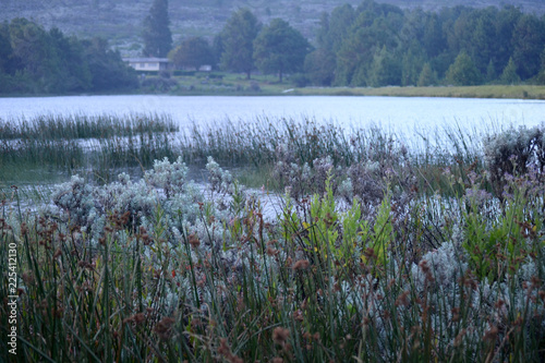 Green grass