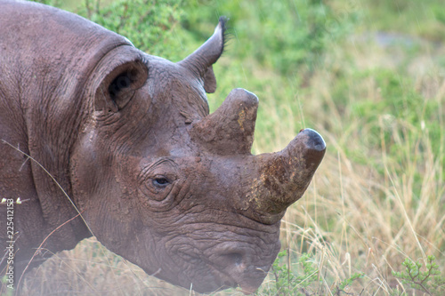 Rhino from the side