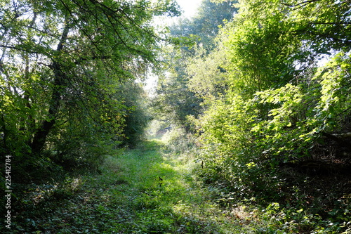 forest in the morning