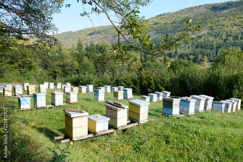 bee hives in the field © DaliCeMedia
