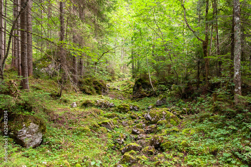 Ausgetrocknetes Bachbett im Wald photo
