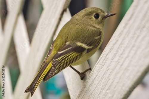 bird