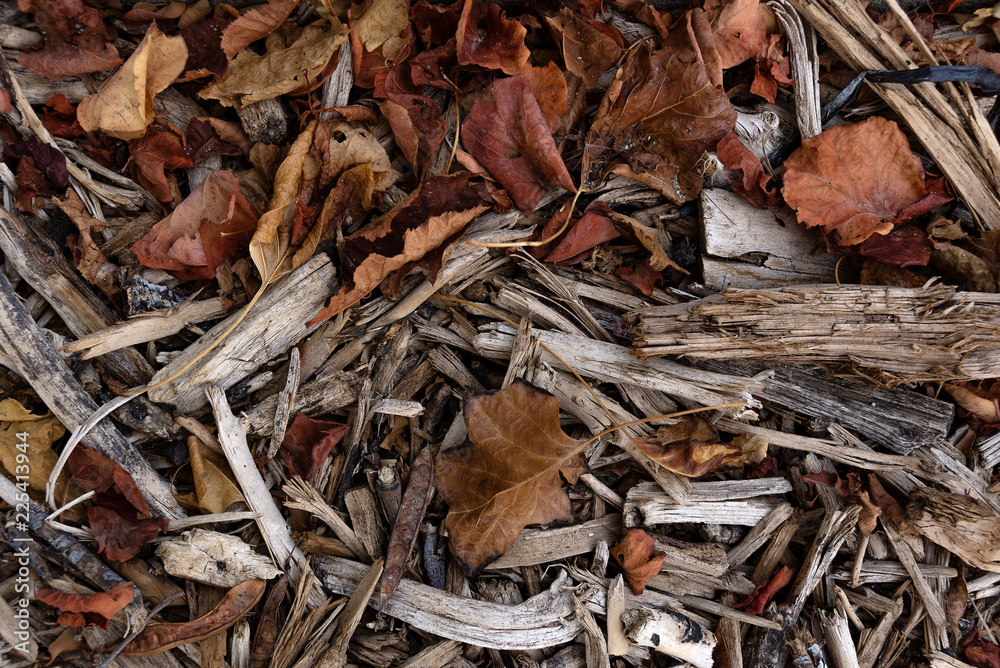 dry grey branches looks like slivers cover and dry dark red leaves dry grey branches looks like slivers cover and dry dark red leaves