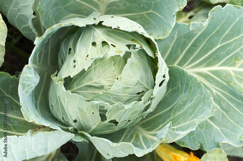 Young cabbage heads.Closeup fresh green cabbage in vegetable garden/Cabbage green head in a field on a farm.Green collard growing in the garden Young cabbage heads.Closeup fresh green cabbage in vegetable garden/Cabbage green head in a field on a farm.Green collard growing in the garden