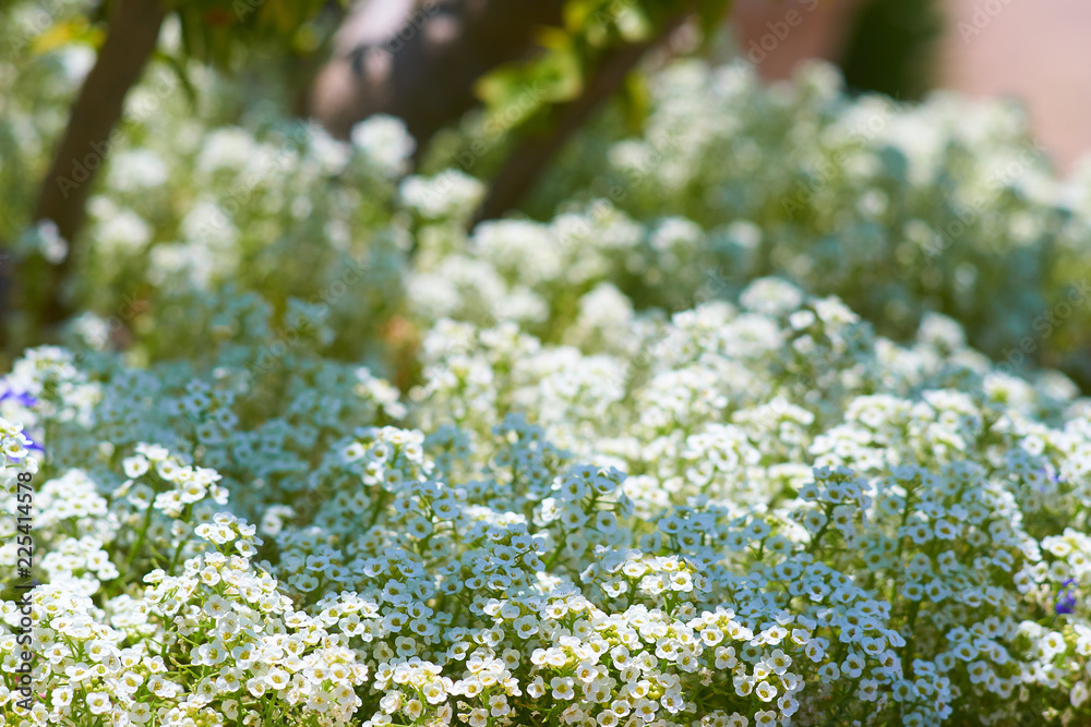 Litle white flowers