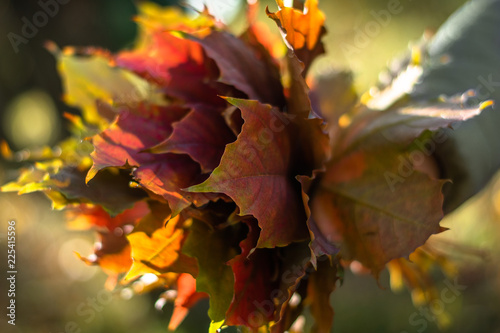 Bouquet of autumn maple leaves in sunny weather