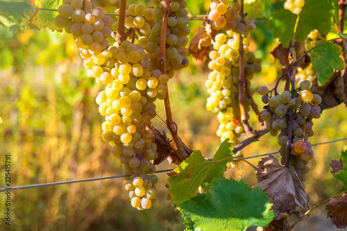 golden ripe grapes of Rkatsiteli in a vineyard before harvest, Kakheti, Georgia