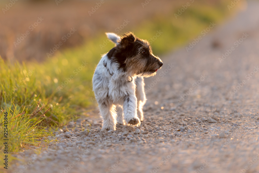 Jack Russell Terrier female 3 years old.Hair style rough. Cute little dog is stunding on a road (gravel path) beside the green meadow in autumn