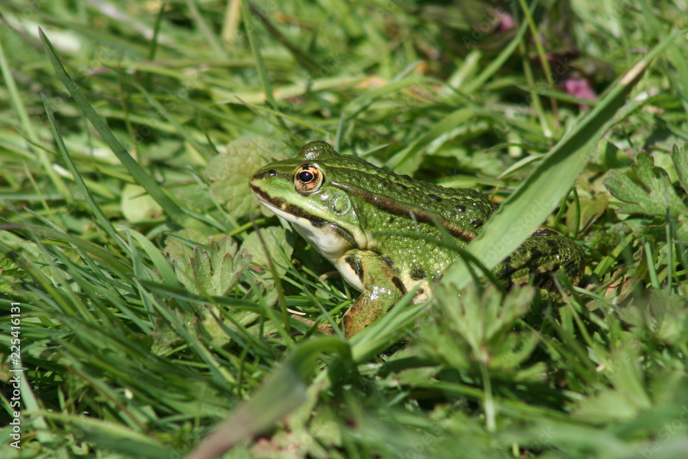 Grenouille verte