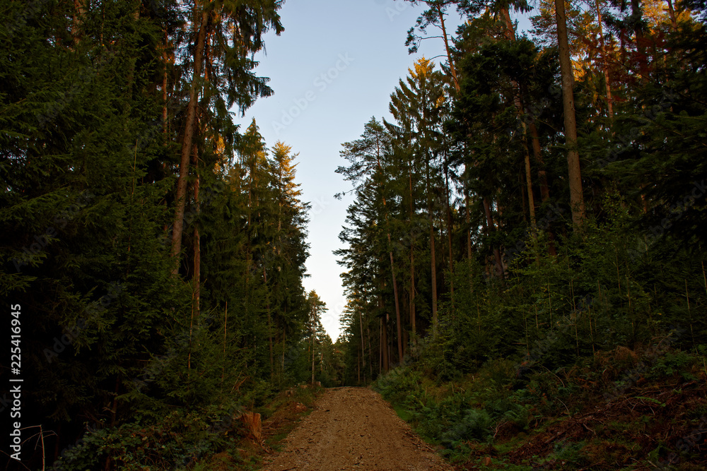 Fototapeta premium evening road in the autumn forest