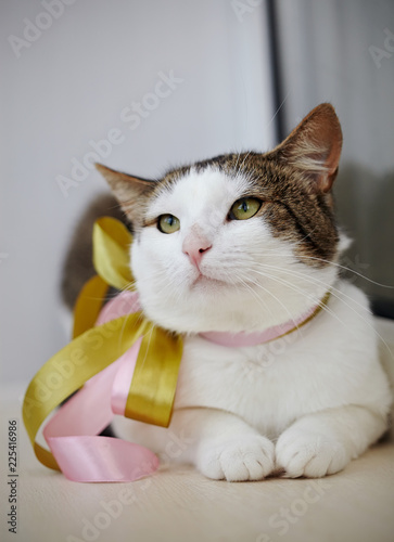 Portrait of a white and striped cat with a bow