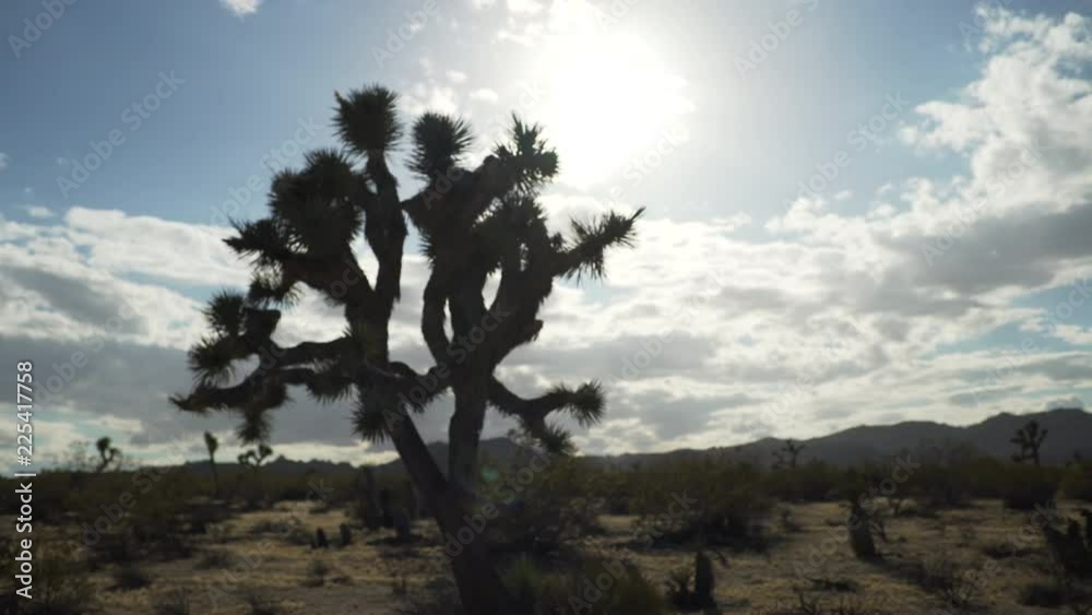 A large yucca tree in silhouette in the desert valley for green screen or chroma key. Out of focus or defocused shot for compositing or keying. A large yucca tree in silhouette in the desert valley for green screen or chroma key. Out of focus or defocused shot for compositing or keying.