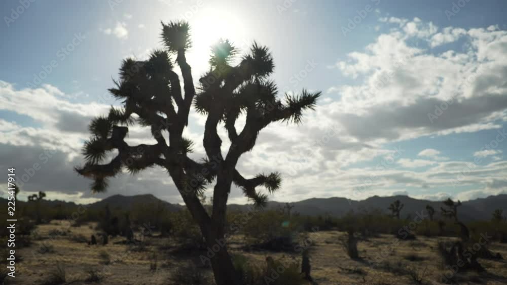 A large desert tree in harsh silhouette in a desert valley for green screen or chroma key. Out of focus or defocused shot for compositing or keying. A large desert tree in harsh silhouette in a desert valley for green screen or chroma key. Out of focus or defocused shot for compositing or keying.