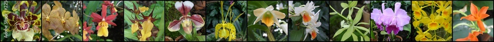 Fototapeta premium Orchidea i storczyk