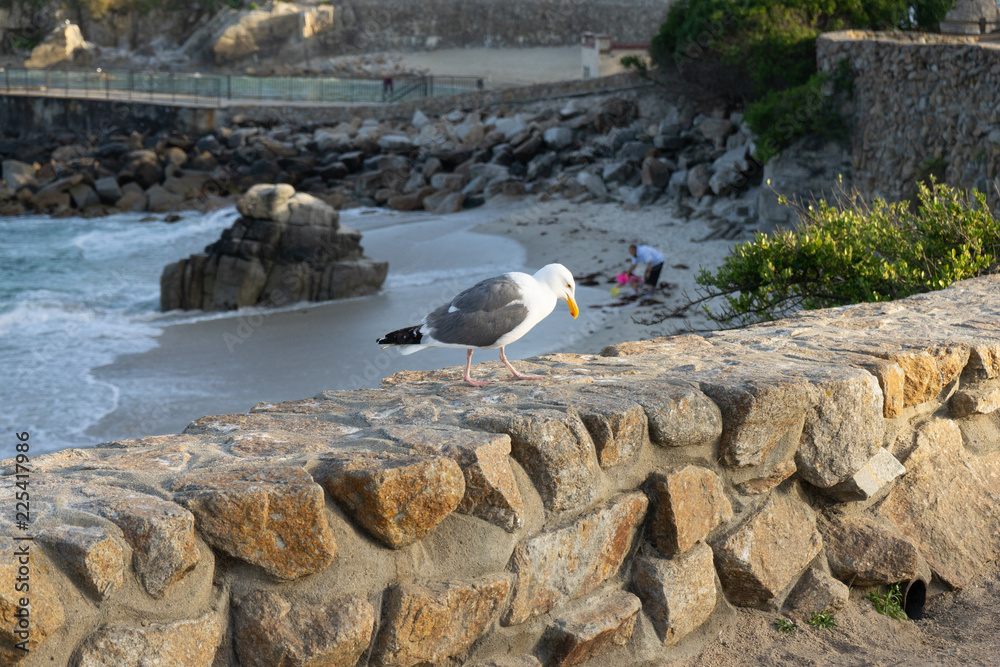 Obraz premium seagull