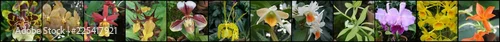 Panel kuchenny z motywem Orchidea i storczyk