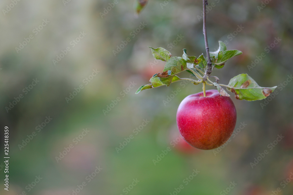 Ripe apples ready for harvesting Ripe apples ready for harvesting