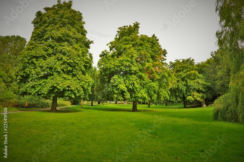 park with green trees and grass