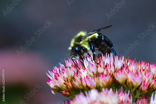 A Macro Black and Yellow Bumble Bee collecting Pollen on a flower. photo