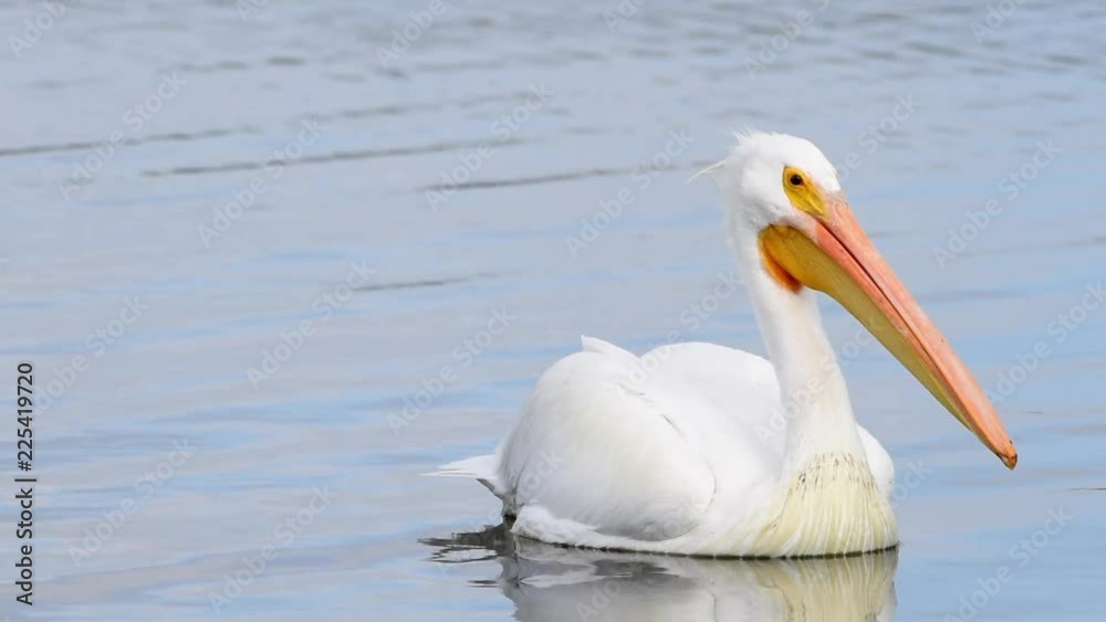 HD video of one white pelican floating on a lake, close up. The American White Pelican is one of the longest bird native to North America. HD video of one white pelican floating on a lake, close up. The American White Pelican is one of the longest bird native to North America.