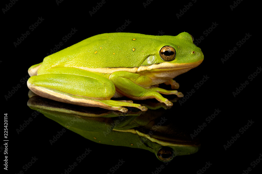 Studio photo of a Green Treefrog, Hyla cinerea, against a reflective black background. Studio photo of a Green Treefrog, Hyla cinerea, against a reflective black background.