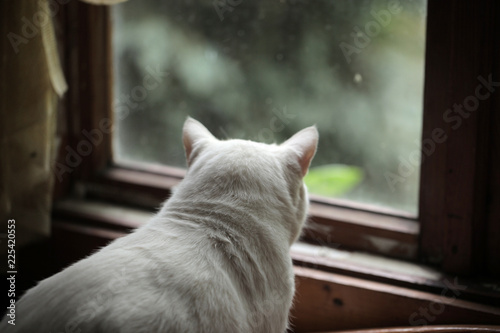 white cat looks out a window with wooden frame