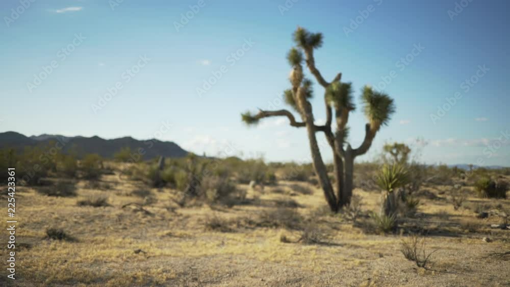 Small desert plants surrounding a lone yucca tree for green screen or chroma key. Out of focus or defocused shot for compositing or keying. Small desert plants surrounding a lone yucca tree for green screen or chroma key. Out of focus or defocused shot for compositing or keying.