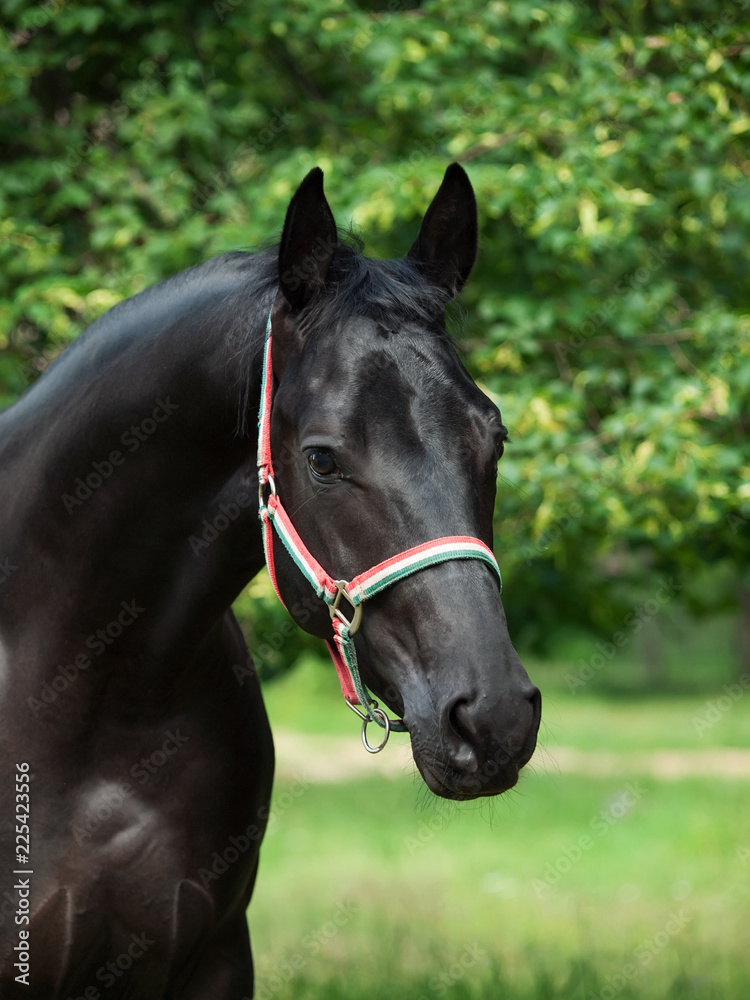 Obraz premium portrait of beautiful black young Trakehner stallion