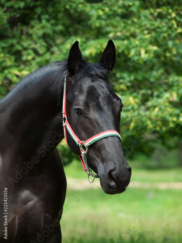  portrait of beautiful black young Trakehner stallion