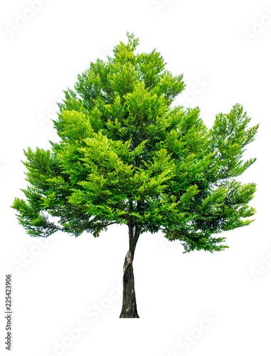 The tree is completely separated from the white ba background Scientific name Diospyros decandra photo