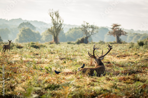 Canvas Print Red deer in Richmond park in the autun, London