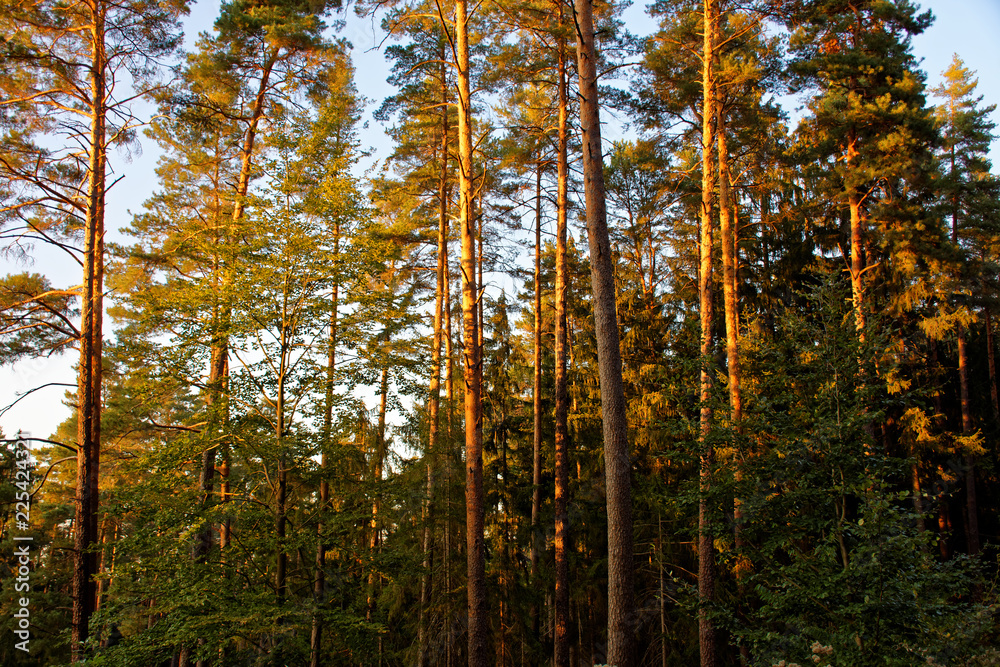 Fototapeta premium beautiful evening forest