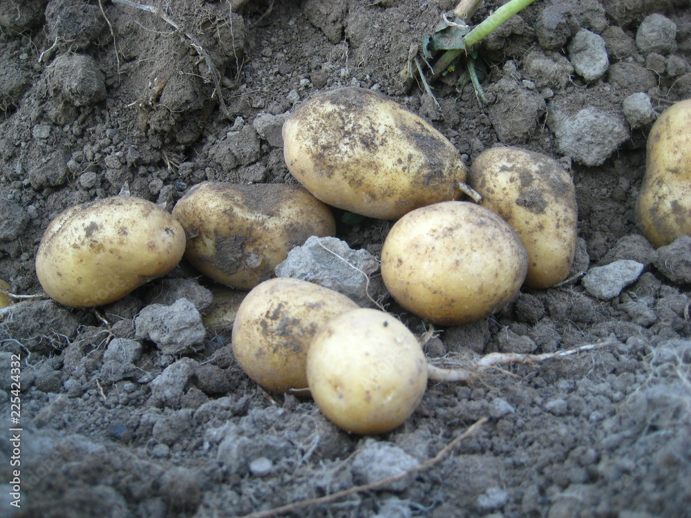 Potatoes on the ground