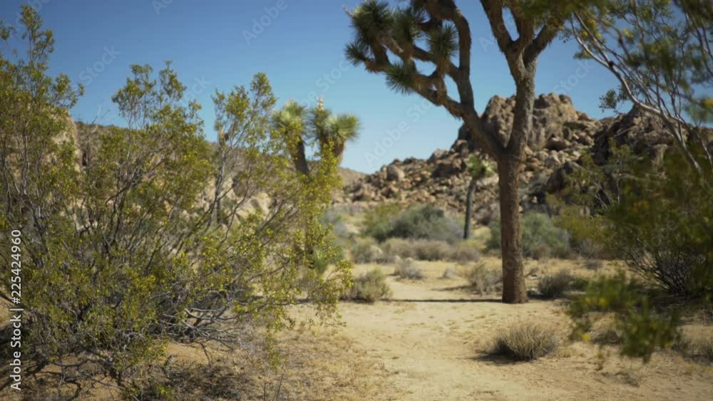 Desert plants trees and bushes near the foot of a rocky mesa for green screen or chroma key. Out of focus or defocused shot for compositing or keying. Desert plants trees and bushes near the foot of a rocky mesa for green screen or chroma key. Out of focus or defocused shot for compositing or keying.
