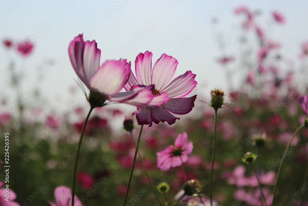コスモスの花 コスモスの花